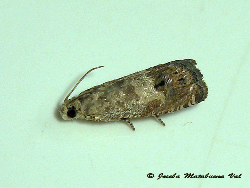 Tortricidae: Pammene fasciana ?  No, Cydia succedana (cfr.)